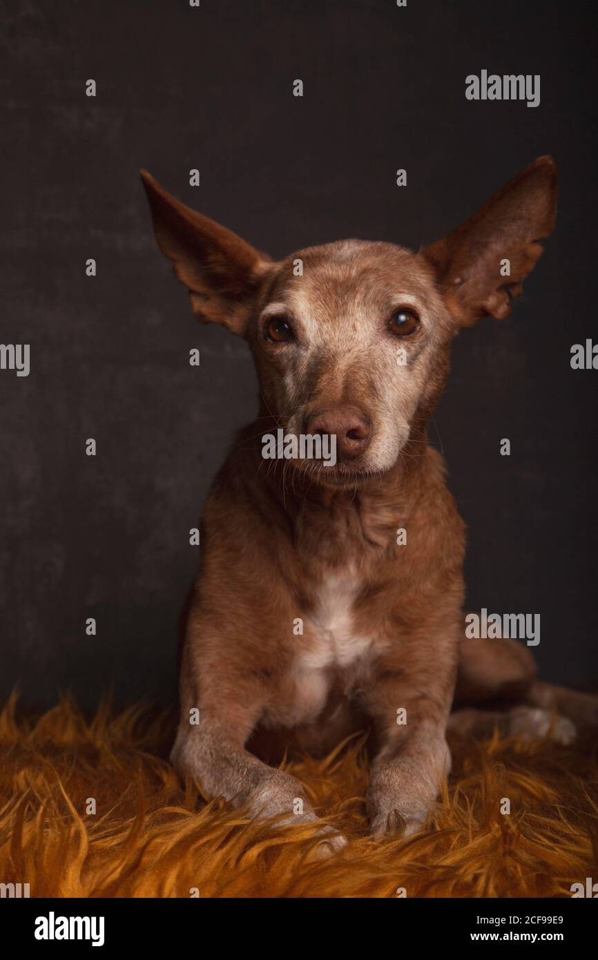 Porträt des podenco-Hundes in Adoption auf einer Orange liegend Decke auf grauem Hintergrund Stockfoto