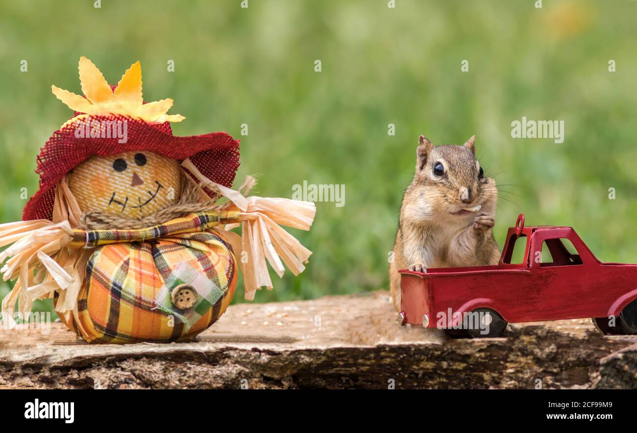 Eastern Chipmunk, Tamias striatus, steht neben roten LKW und Vogelscheuche für Herbst Saison Stockfoto