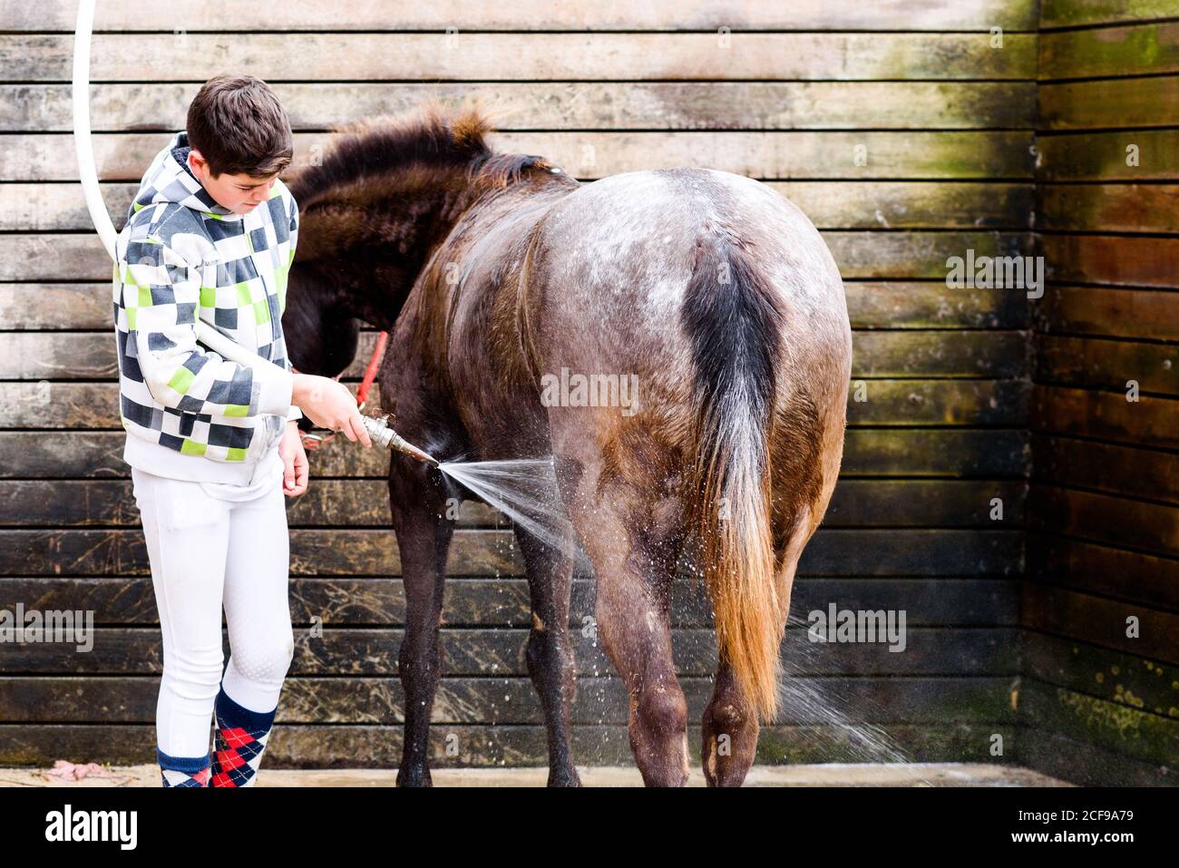 Teen junge mit Schlauch zu Mantel von Roan Pferd waschen Gegen die hölzerne Wand des Stalls nach dem Reitunterricht in Reitschule Stockfoto