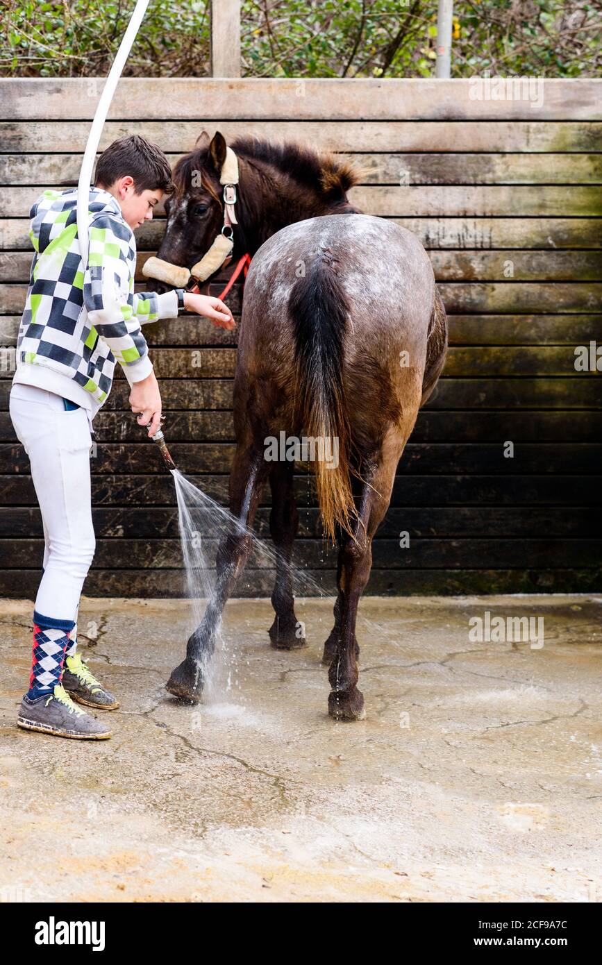Teen junge mit Schlauch zu Mantel von Roan Pferd waschen Gegen die hölzerne Wand des Stalls nach dem Reitunterricht in Reitschule Stockfoto