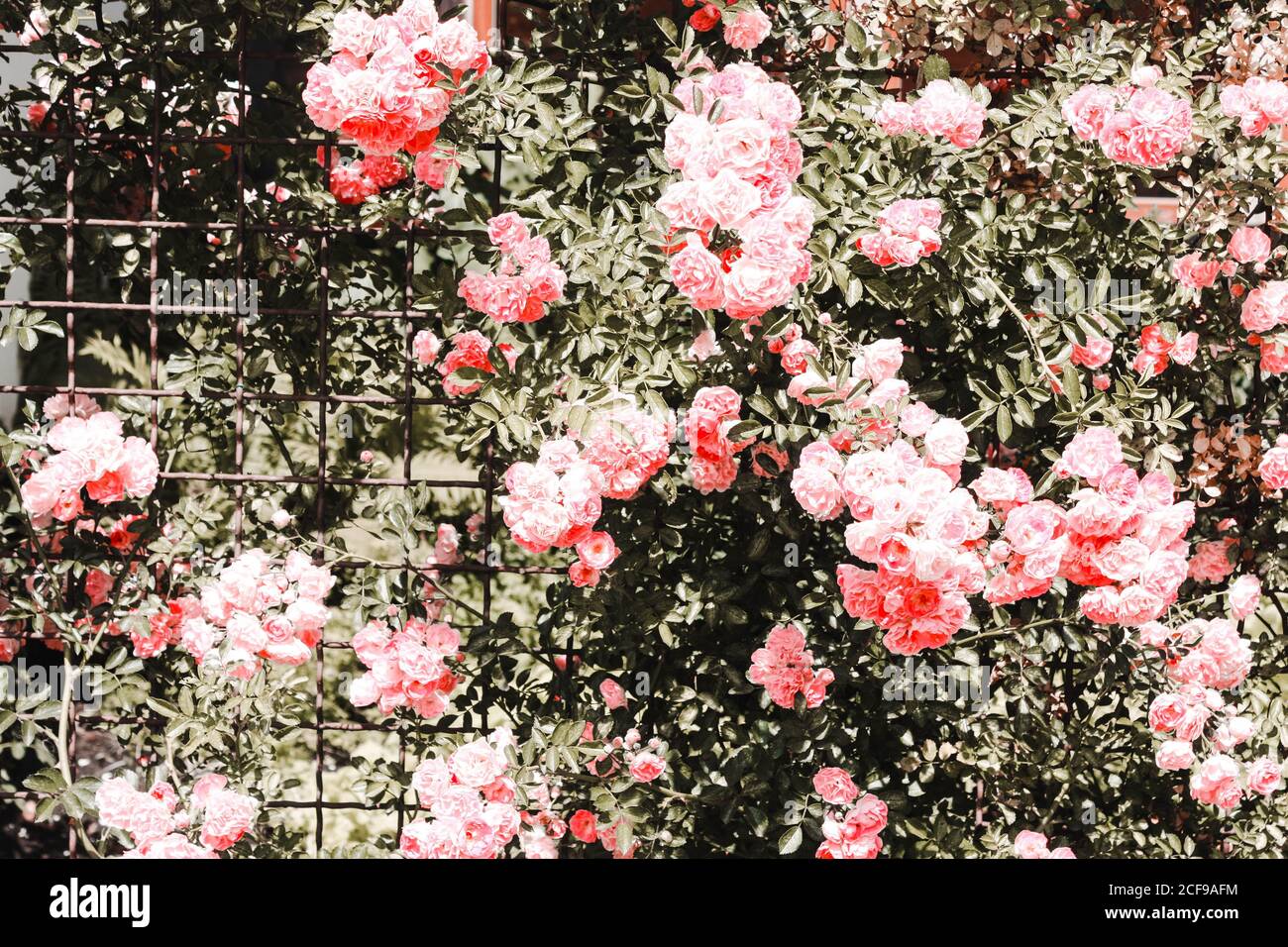 Pastellrosa Blüten, Rosen am Zaun Stockfoto