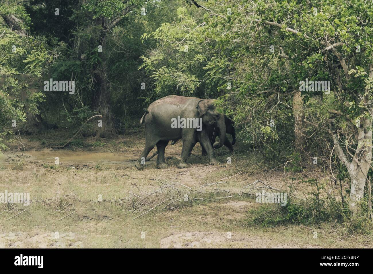 Baby- und Erwachsene Elefanten wandern auf grünem Rasen in der Nähe von Bäumen Im Wildpark Stockfoto