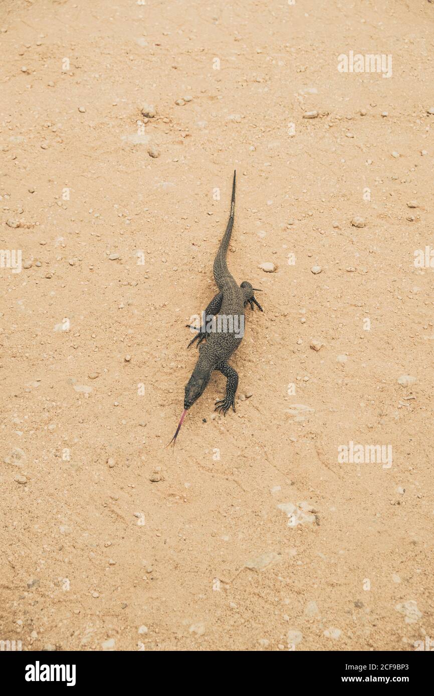 Von oben der wilden Eidechse zu Fuß entlang sandigen Gelände in Wildpark Stockfoto