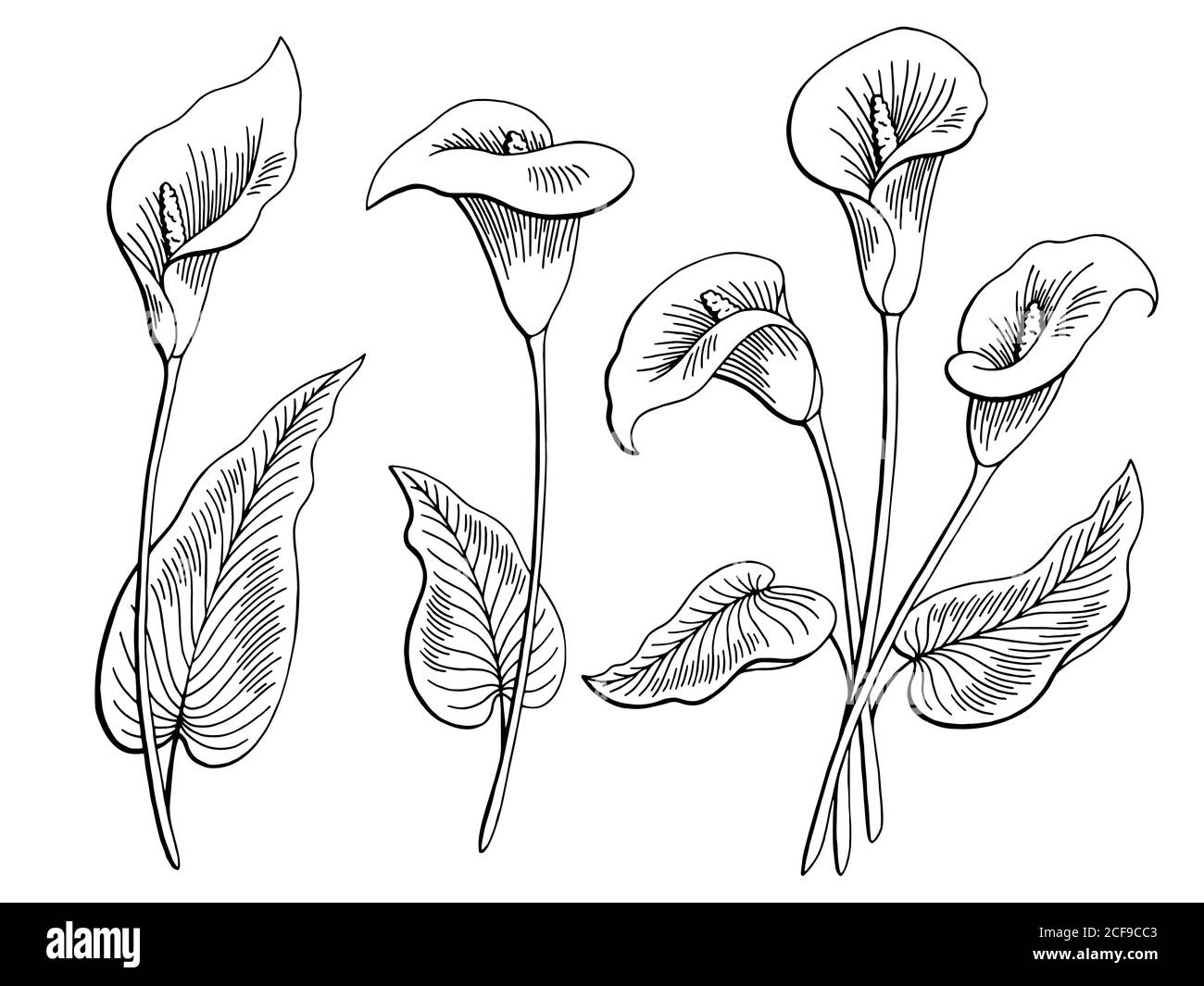 Callas Blume Grafik schwarz weiß isoliert Skizze Illustration Vektor  Stock-Vektorgrafik - Alamy