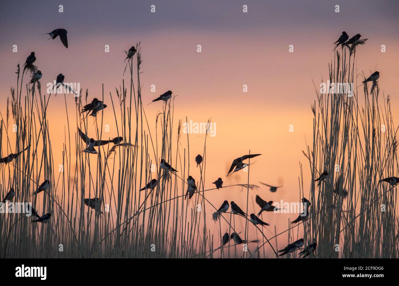 Gruppe der wandernden Scheune Schwalben Vorbereitung für die gemeinsame Roosting in schilfbett Stockfoto