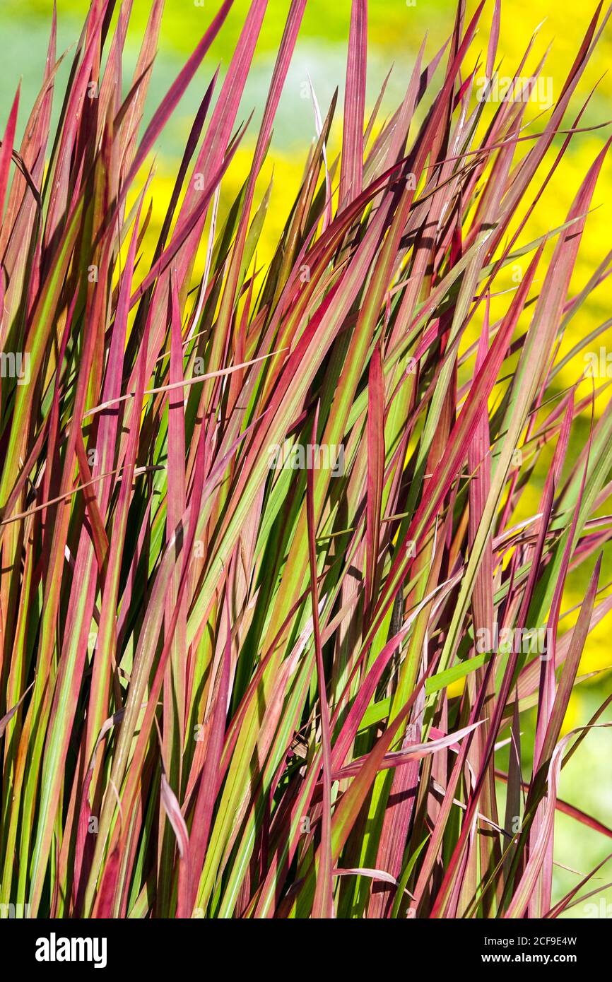 Japanische Blut Grass Imperata Cylindrica 'Red Baron' Stockfoto