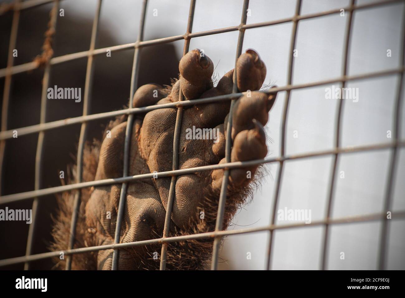 Pavian Hand berührt das Netz seines Käfigs Stockfoto