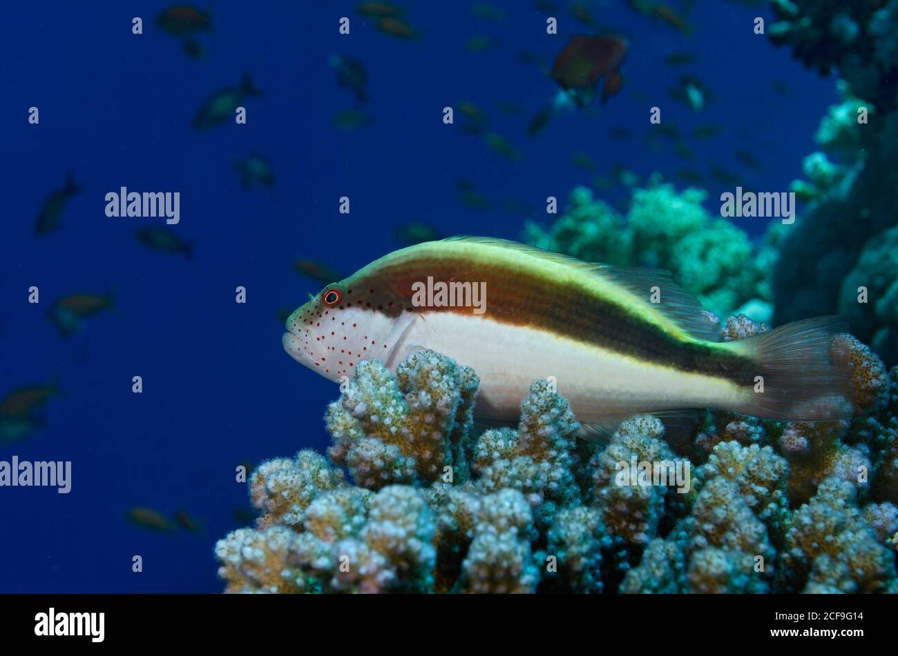 Forster-Falkenfisch, Paracirrites forsteri, auf Korallenriff in Hamata, Rotes Meer, Ägypten Stockfoto
