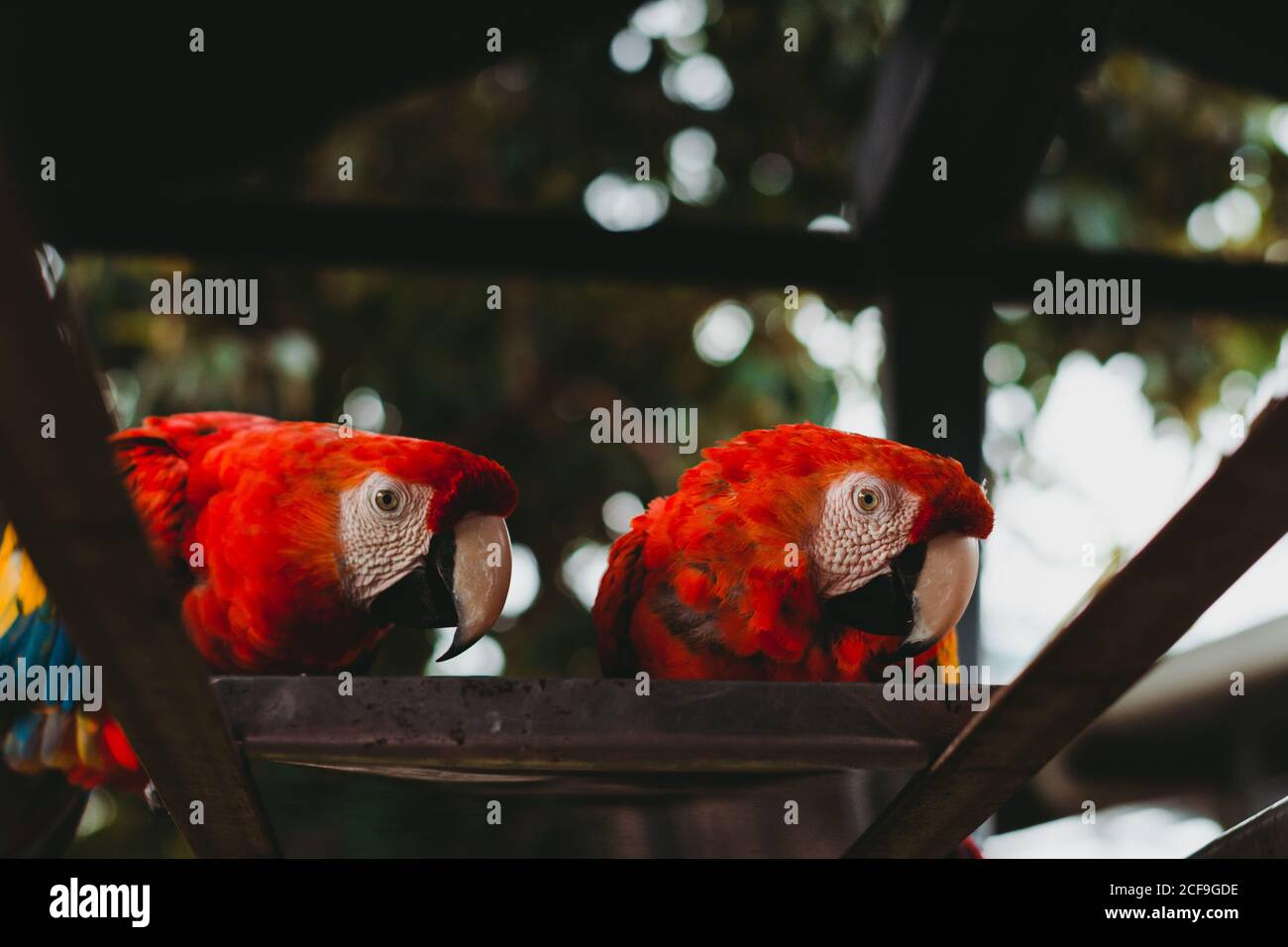 Große exotische bunte Papageien im Zoo Stockfoto