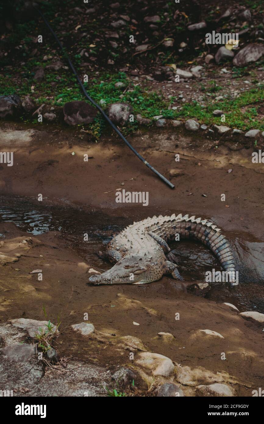 Krokodil in geräumigen Gehäuse der Reserve Stockfoto