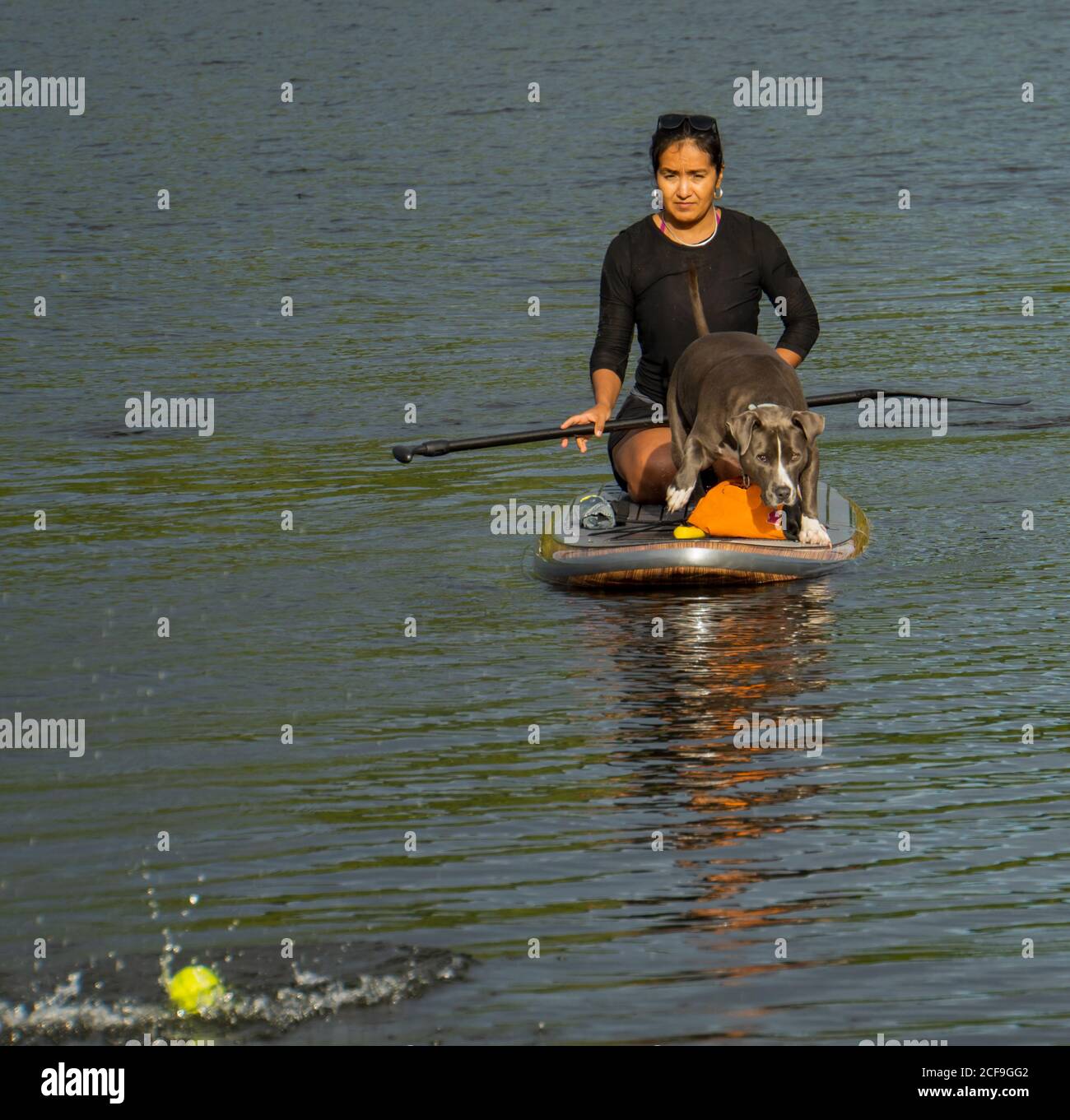 Haustier Hund auf Paddle Board bereit zu gehen holen Ball, den ihr Besitzer für sie warf Stockfoto