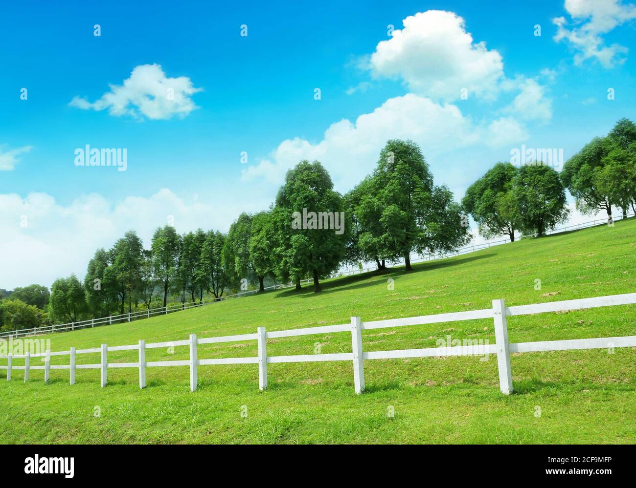 Weißer Zaun grenzt an eine Landweide mit Bäumen Stockfoto
