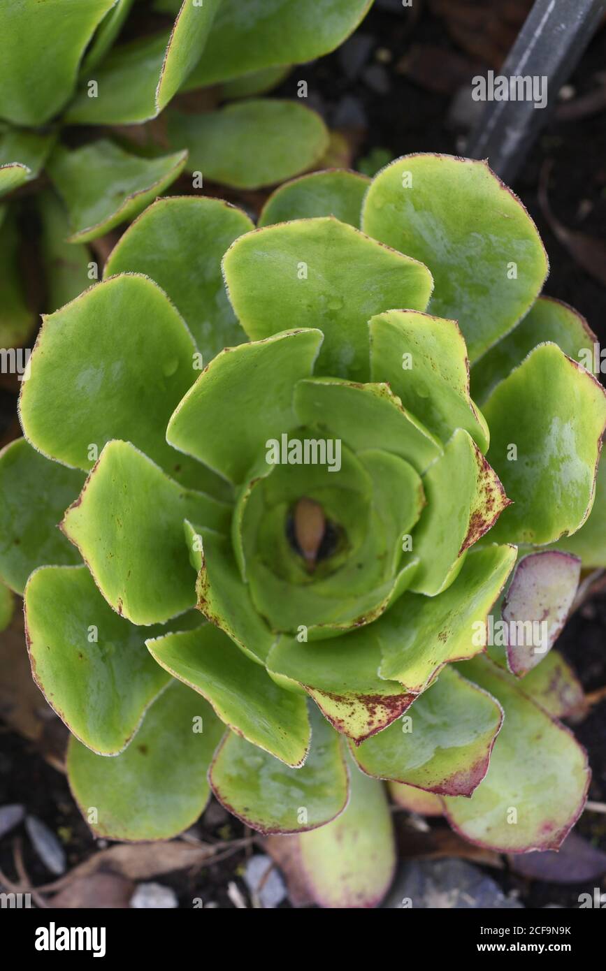 Rosette dickes blatt Fotos und Bildmaterial in hoher Auflösung Alamy
