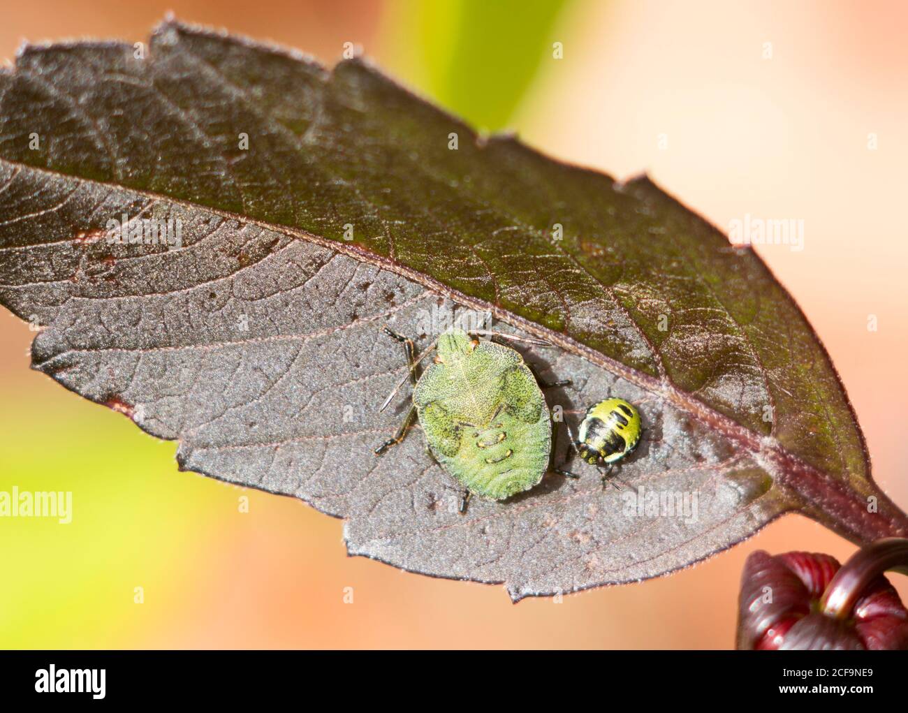 Zwei Phasen der Entwicklung von Green Shield Bug Nymphen (Palomena prasina) auf einem Dahlia Blatt, England, Großbritannien Stockfoto