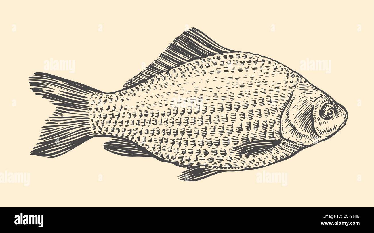 Fisch handgezeichnete Skizze. Vintage-Vektorgrafik Stock Vektor