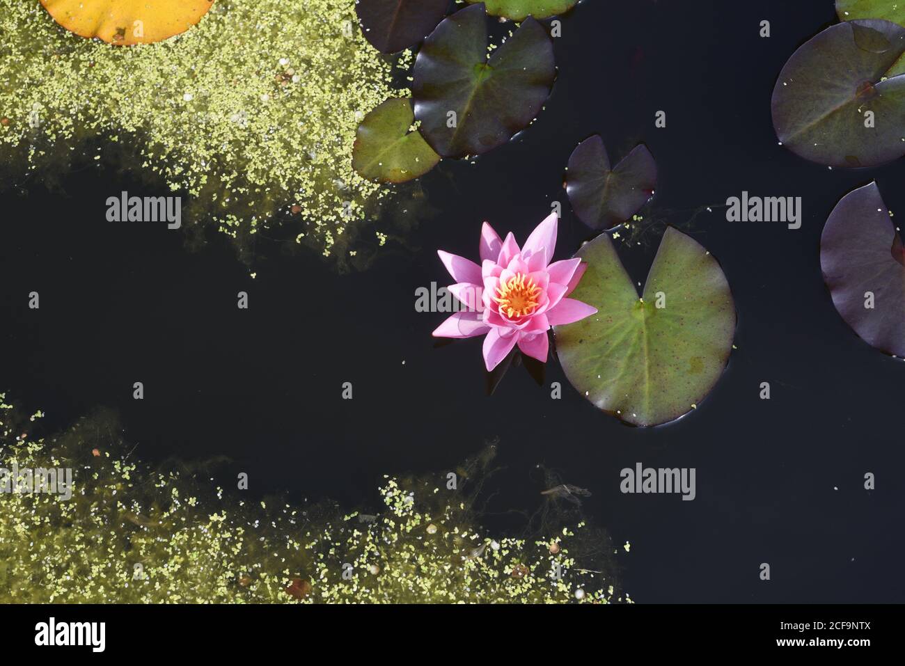 Rosa Lilie Lilien und Pads in großen Gartenteich Stockfoto