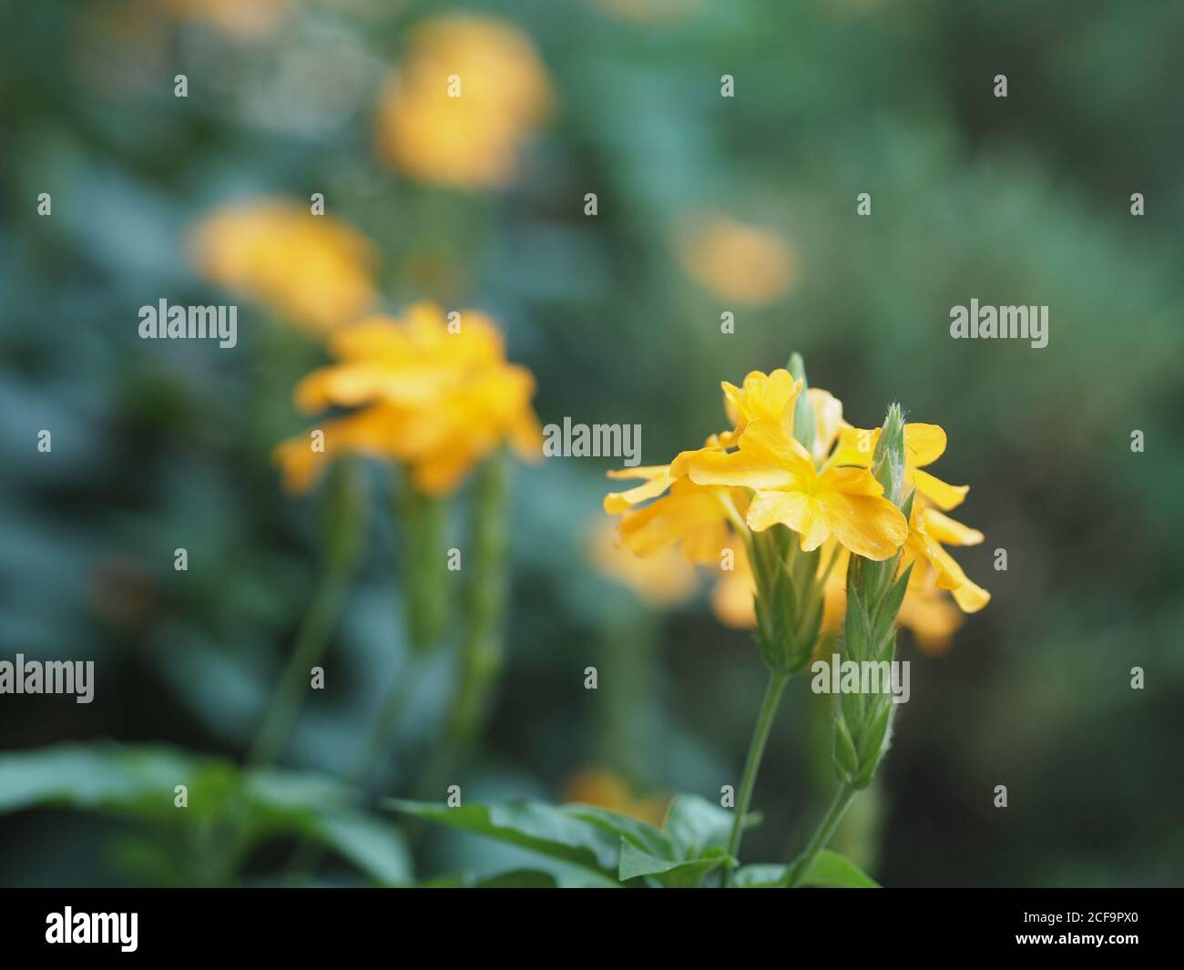 Gelbe Blume Aphelandra crossandra, Acanthaceae Familie blüht im Garten auf verschwommenem Natur Hintergrund Stockfoto