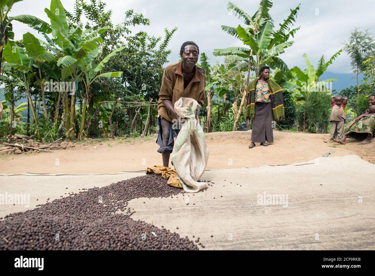 Uganda - November, 26 2016: Schwarzer Barfuß-Rüde, der Kaffeebohnen mit Stick mischt, während er auf Plantagen in der Natur arbeitet Stockfoto