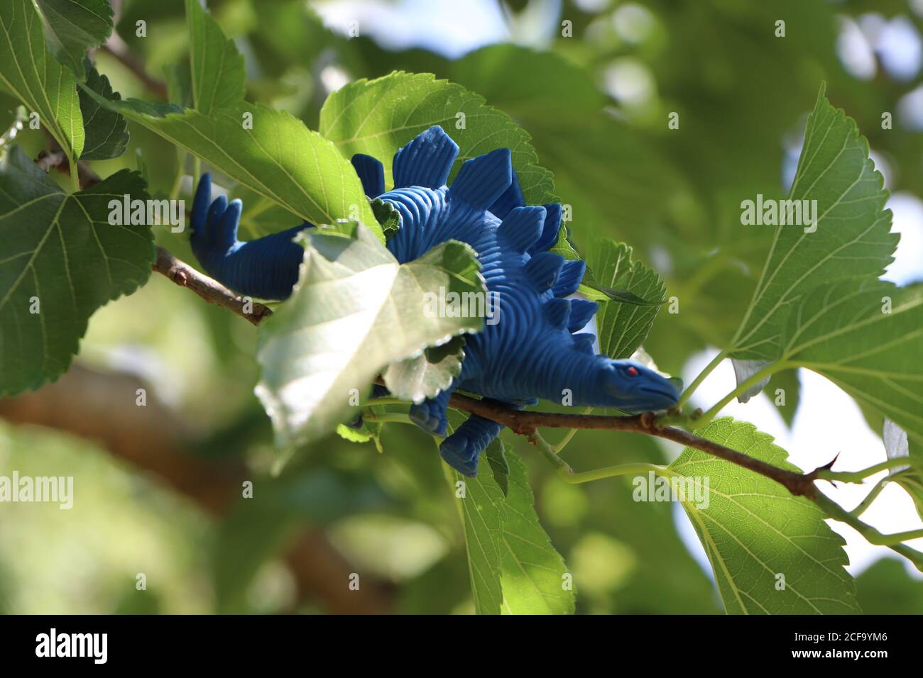 Blaues Gummi-Dinosaurier-Spielzeug in einem Park Stockfoto