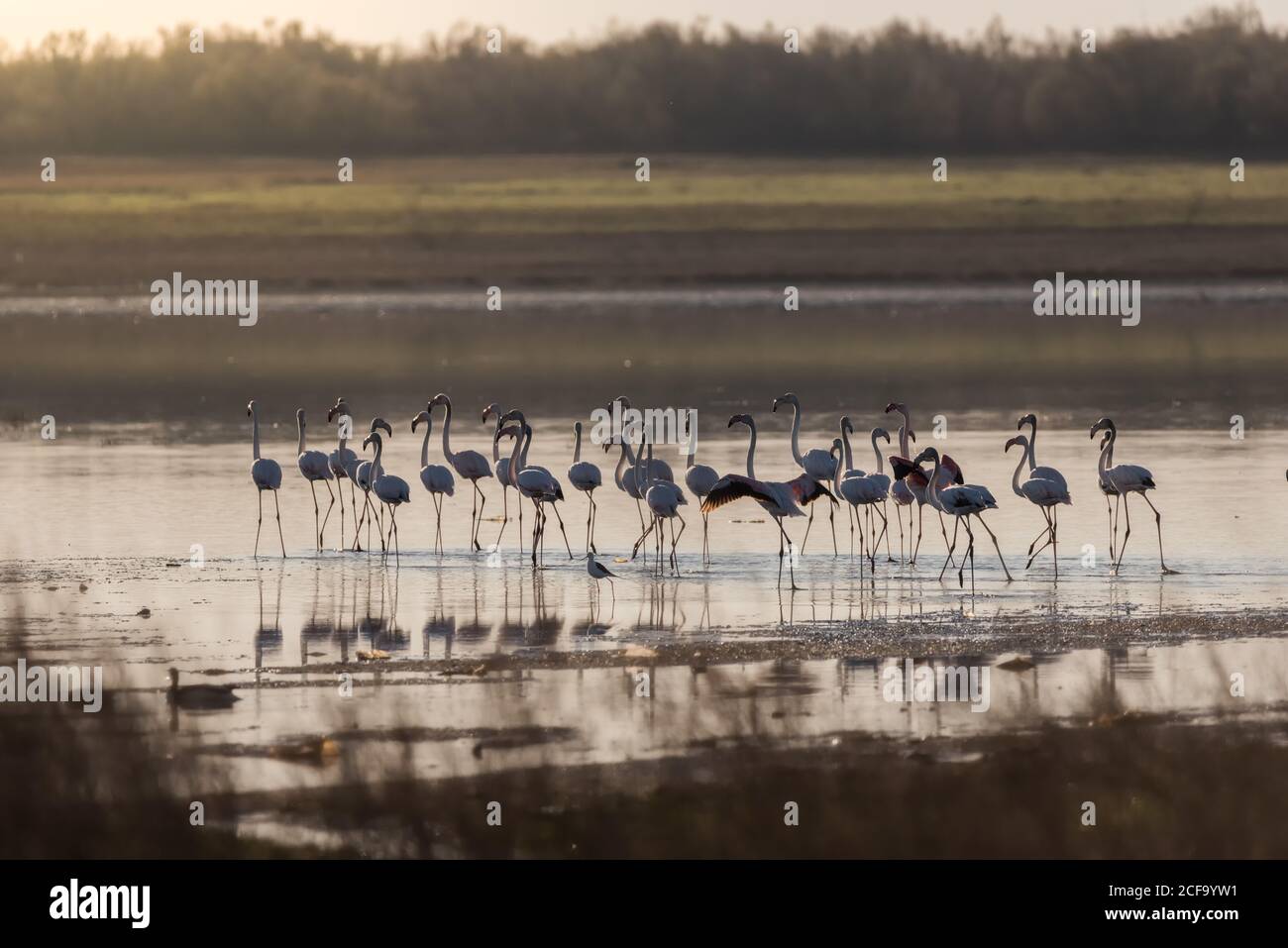 Wunderbare rosa Flamingos zu Fuß auf sumpfigem Gelände in der Dämmerung in Sommertag Stockfoto