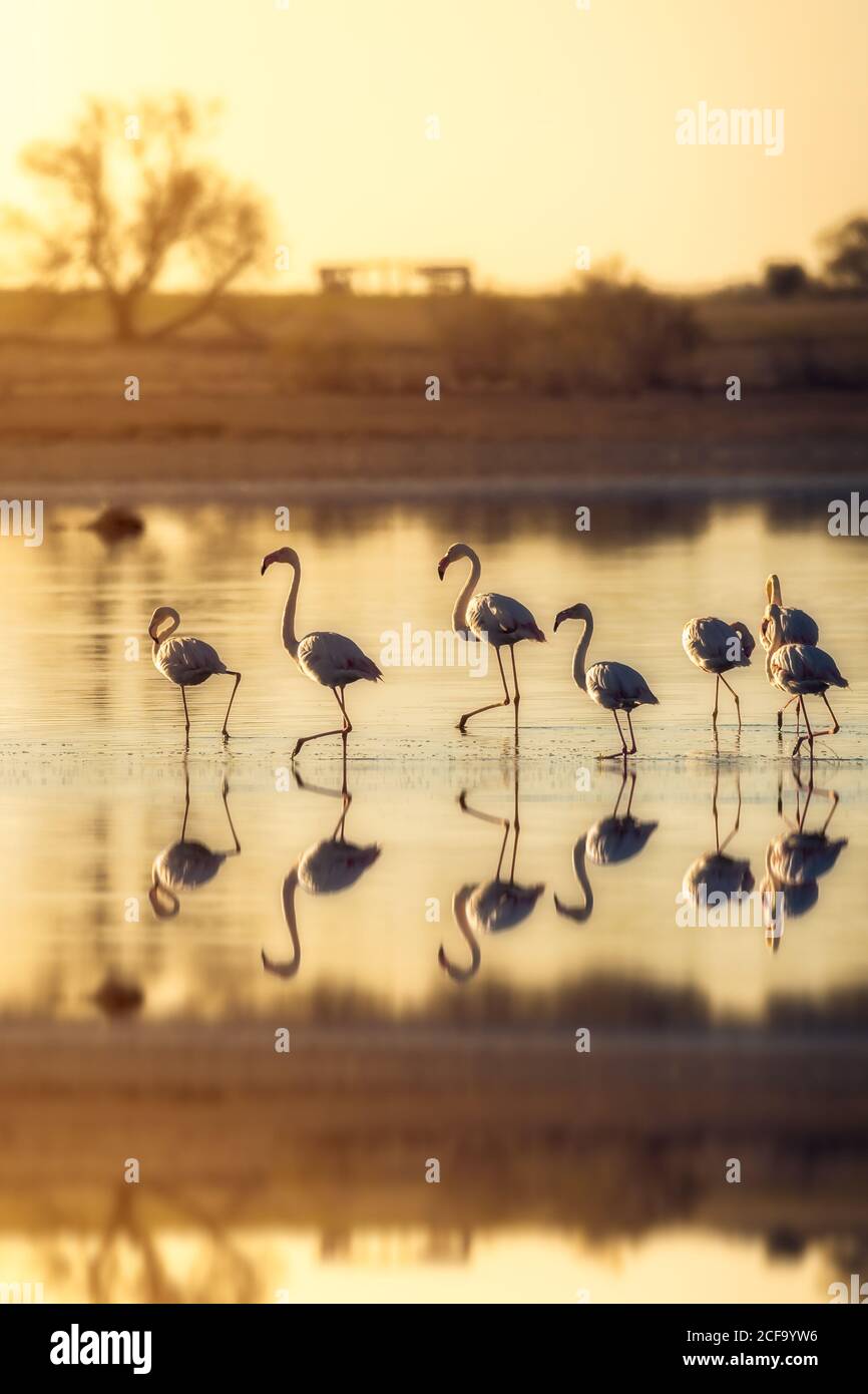 Schar anmutiger Flamingos, die bei Sonnenuntergang auf dem See spazieren Stockfoto