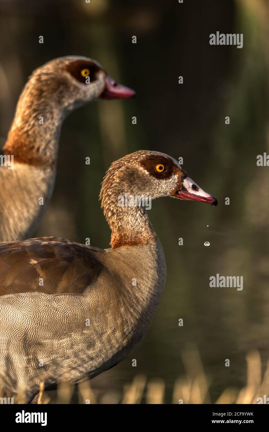 Seitenansicht der ägyptischen Gänse, die am Ufer des Teiches spazieren Im Sommer Tag Stockfoto