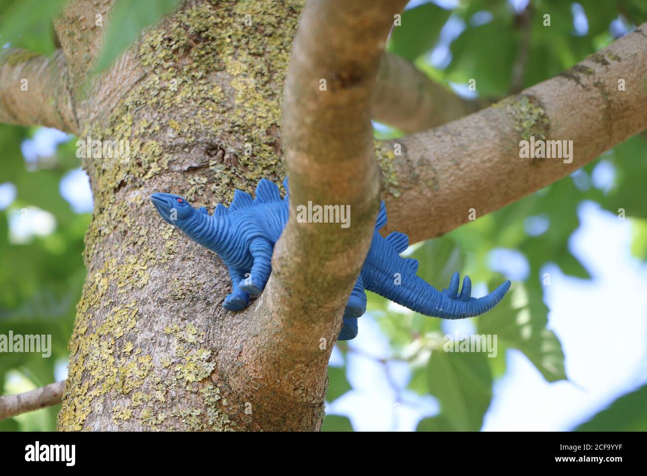 Blaues Gummi-Dinosaurier-Spielzeug in einem Park Stockfoto