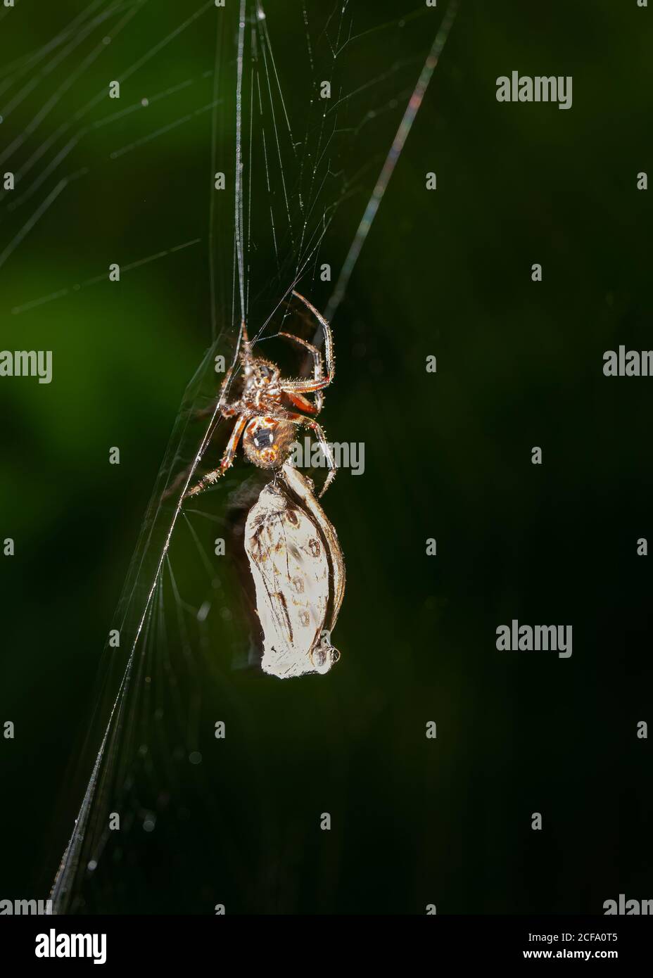 Spider beginnt, Motte im Netz gefangen zu verarbeiten. Stockfoto