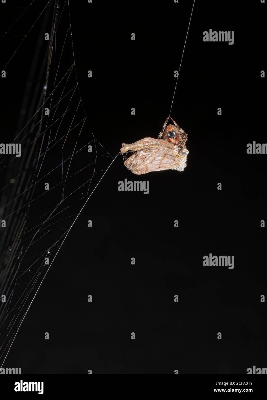 Spider wickelt eine gefangene Motte mit Seide. Stockfoto