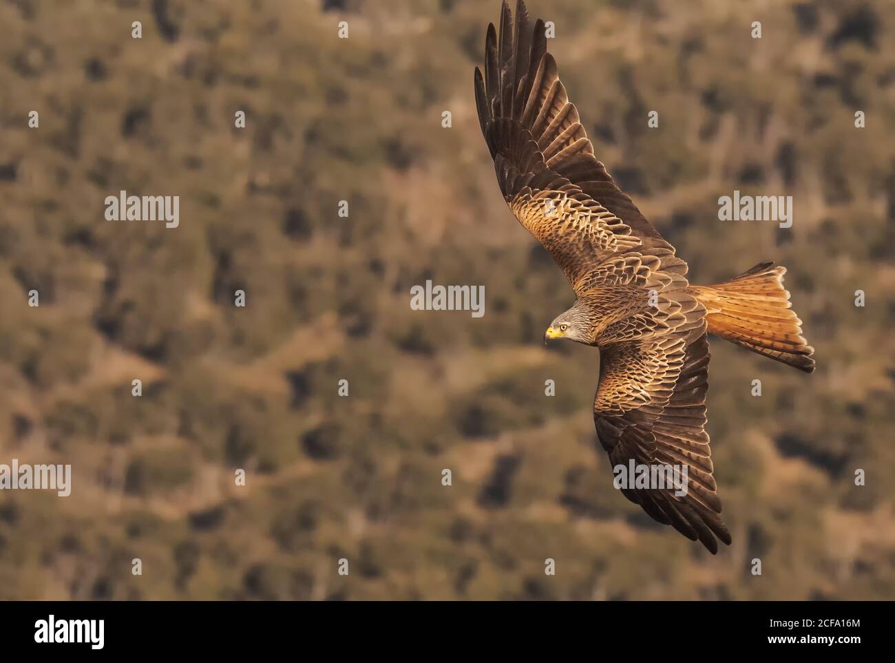Von unten fliegen wilde Falken auf dem grünen Feld Jagd an sonnigen Tagen in der Natur Stockfoto