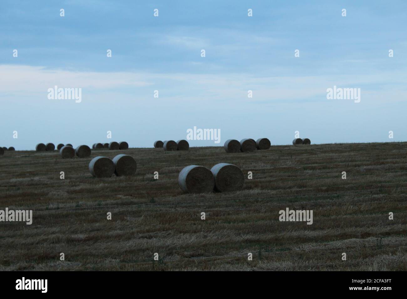 Abends ländliche Landschaft in kalten Farben Heuhaufen aufgerollt liegen Auf dem Feld Blick aus der Ferne Stockfoto