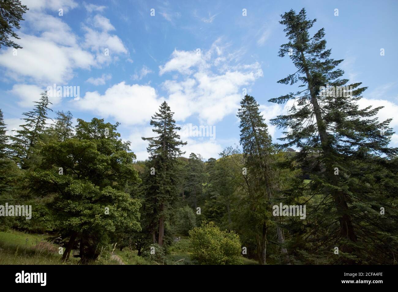 Bäume im nationalen Vertrauen hoch nahe arboretum loughrigg Seengebiet Nationalpark cumbria england großbritannien Stockfoto