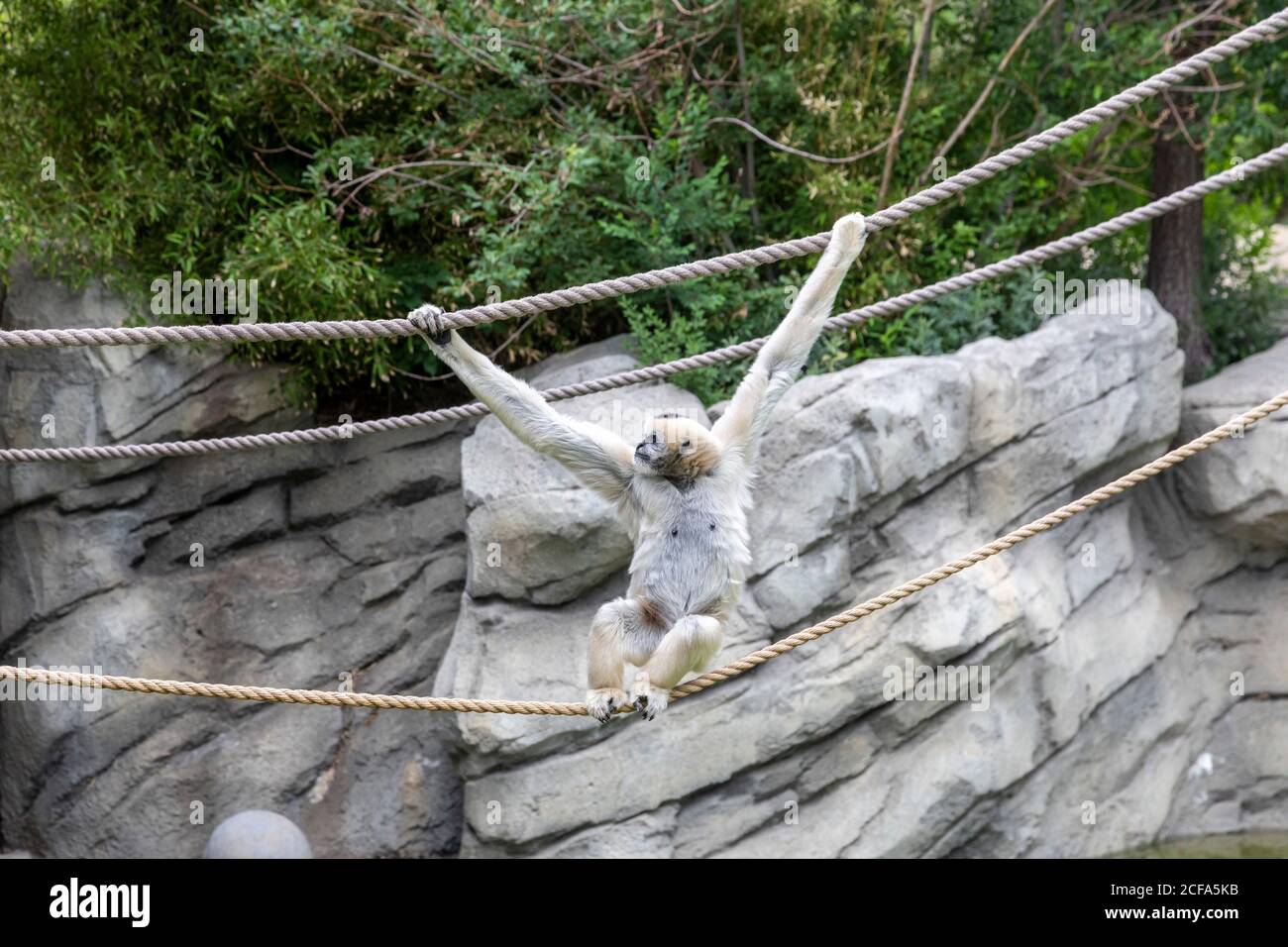 Denver, Colorado - EIN Northern White-Cheeked Gibbon (Nomascus leucogenys) im Denver Zoo. Stockfoto