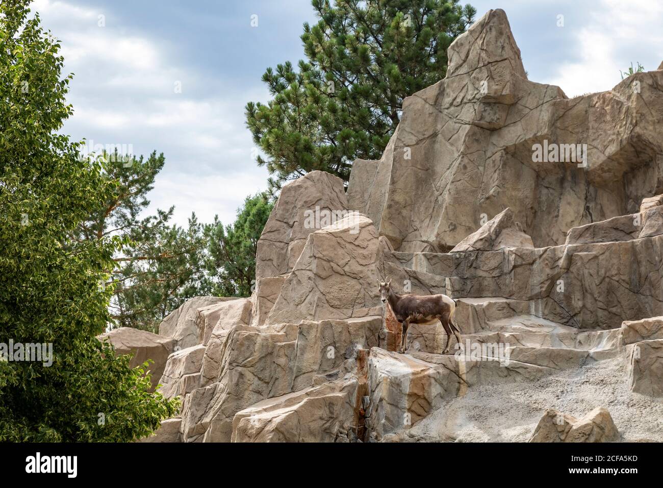 Denver, Colorado - EIN Rocky Mountain Bighorn Schaf (Ovis canadensis) im Denver Zoo. Die Dickhornschafe ist Colorado State Tier. Stockfoto