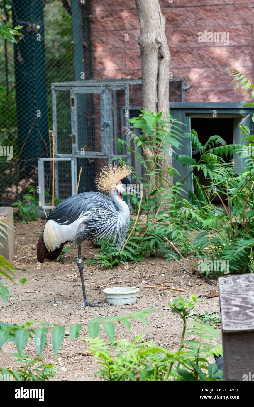 Denver, Colorado - ein ostafrikanischer gekrönter Kranich (Balearica regulorum gibbericeps) im Denver Zoo. Stockfoto