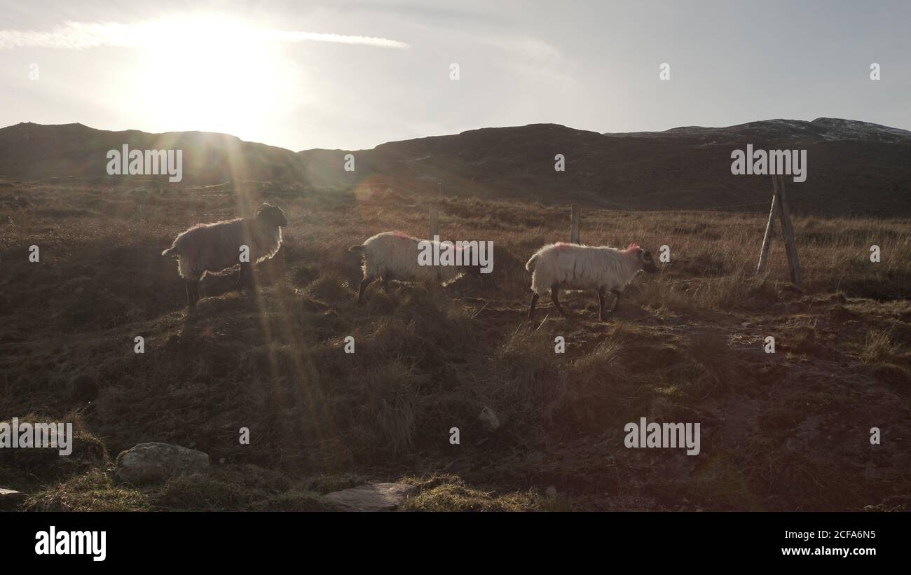 Seitenansicht von Schafen auf Wiese mit Gras in Farm und bewölkten Himmel in Irland Stockfoto