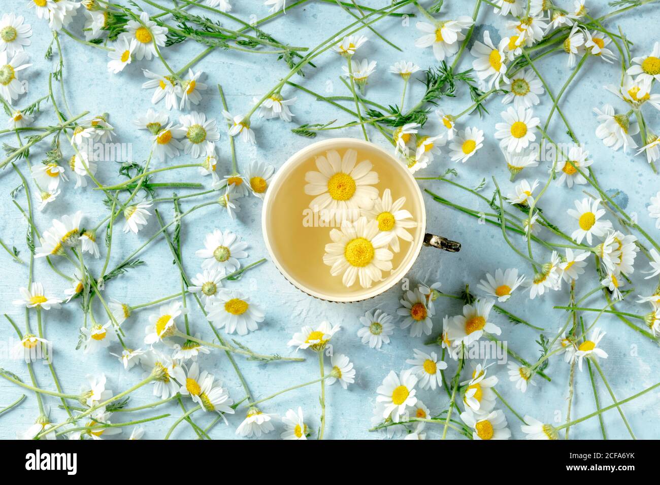 Von oben Kamillentee serviert mit frischen Blumen auf blau Hintergrund Stockfoto