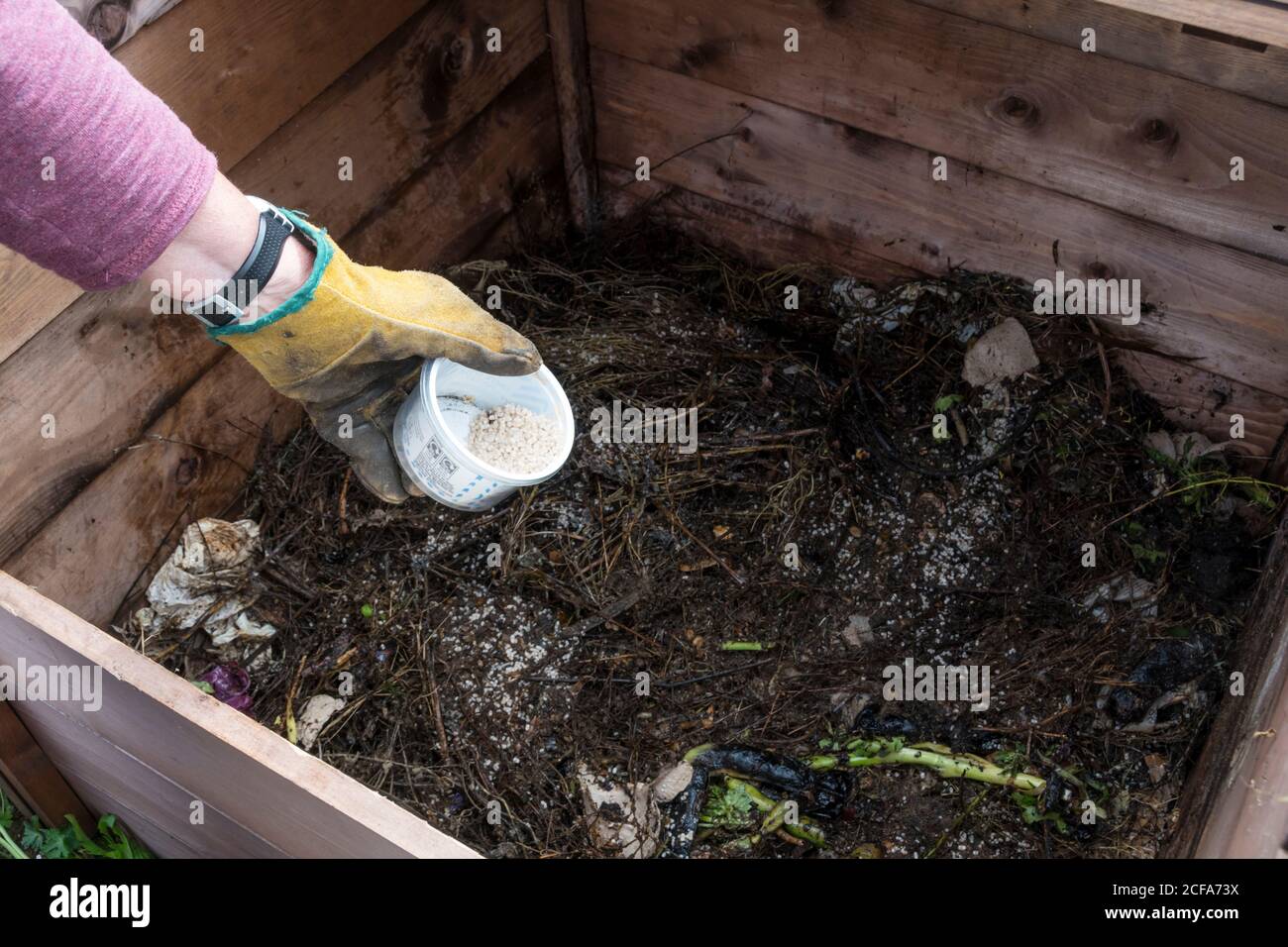 Frau, die Sulfat von Ammoniak zu einem Kompostbehälter oder Komposthaufen als Aktivator hinzufügt. Stockfoto