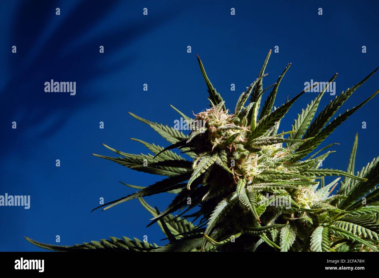 Nahaufnahme einer ganzen Marihuana (Hanf) Pflanze mit Blättern Und Knospen auf blauem Hintergrund mit Studiobeleuchtung Stockfoto