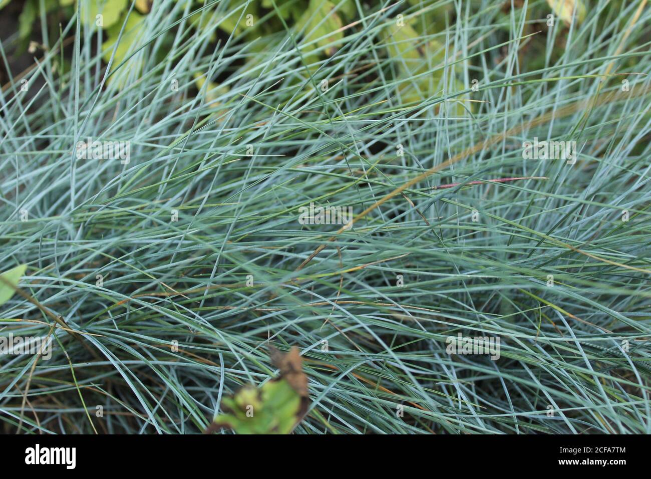 Gras natürlichen grünen Hintergrund kleinen Garten Gras hellgrün gedämpft Farbe Stockfoto