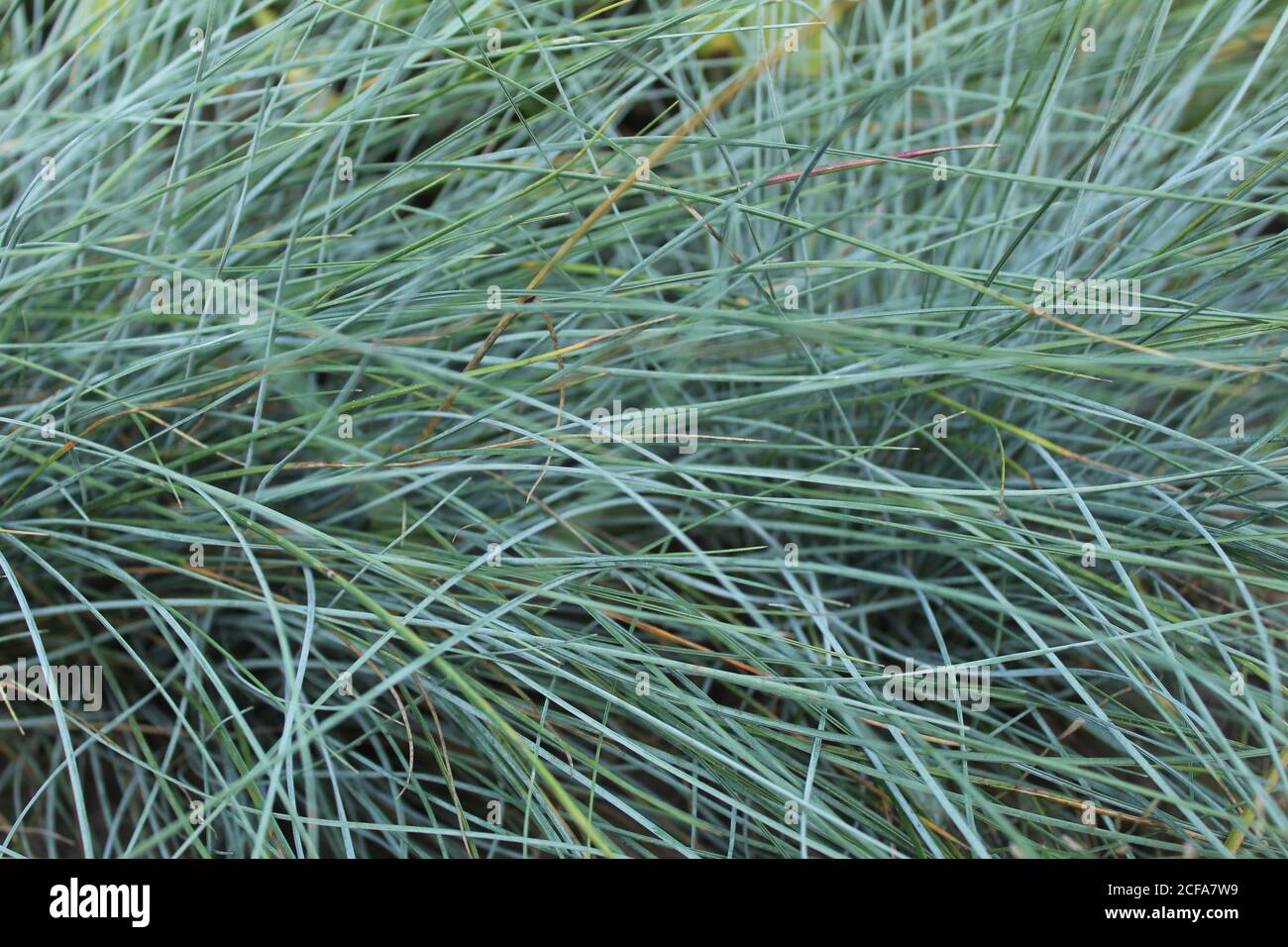 Gras natürlichen grünen Hintergrund kleinen Garten Gras hellgrün gedämpft Farbe Stockfoto