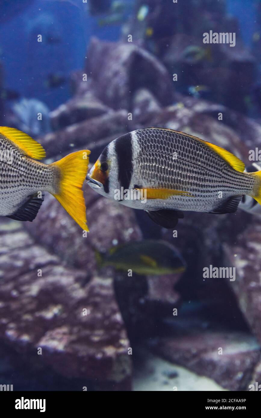 Exotische Fische im aquarium Stockfoto