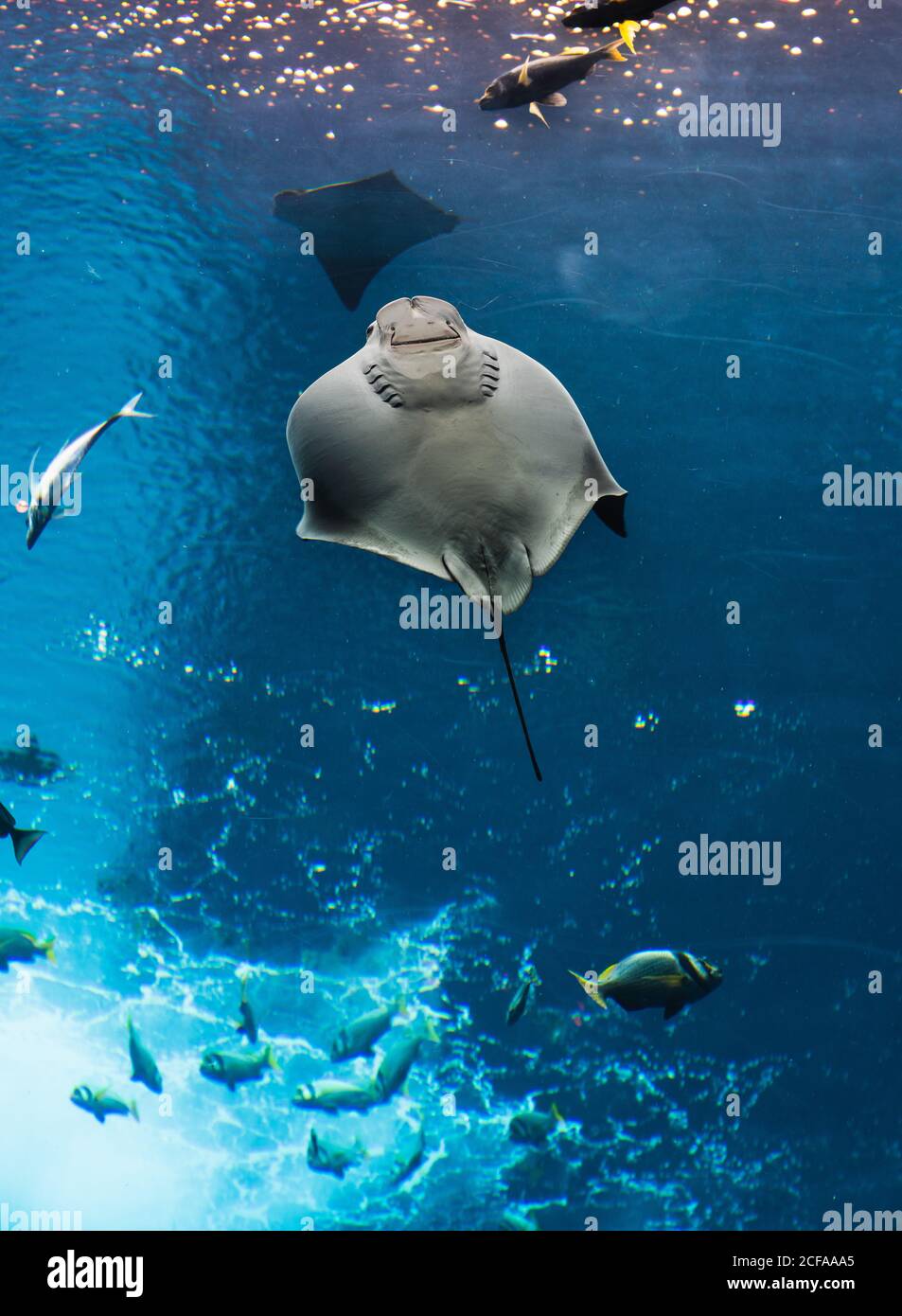 Verschiedene Fische in großen Aquarium Stockfoto