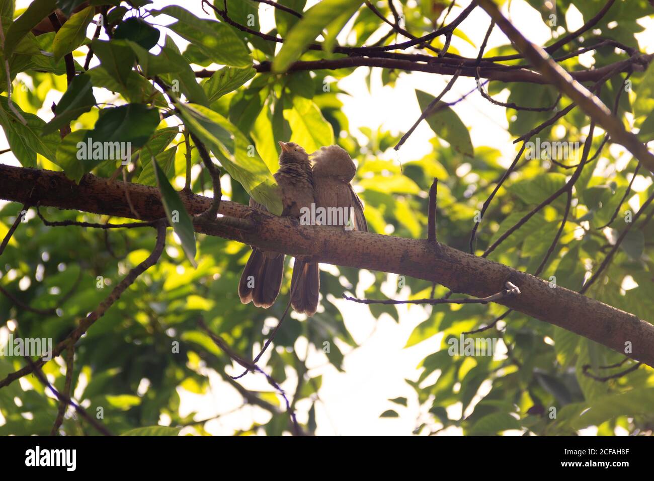 Paarungswechselwirkungen, Paarbindung: Gegenseitige Reinigung des Gefieders (Prägung). Ceylon Rufous Babbler (Turdoides rufescens) - Sri Lanka endemische Arten, Stockfoto