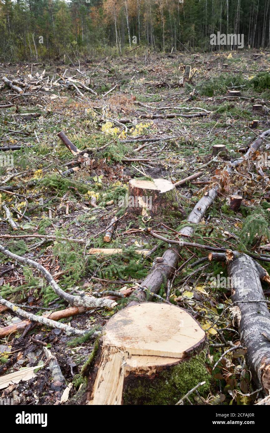 Holzfäller im Herbst, wenn die Bäume gelb sind. Über Land schneiden. Nördliche Mischwälder als barbarische Art der Ausbeutung natürlicher Ressourcen. Ökologisches Problem Stockfoto