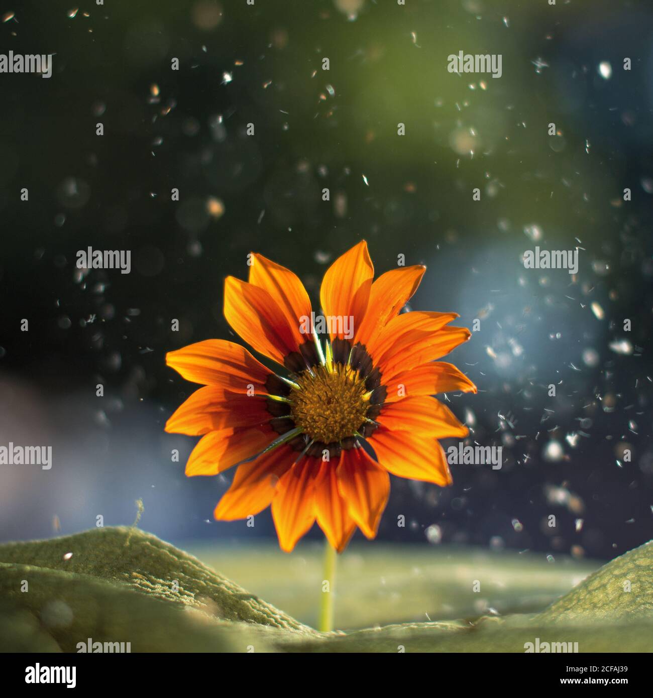 Schöne leuchtend gelbe Blume auf verschwommenem grünen Hintergrund mit Flecken Stockfoto