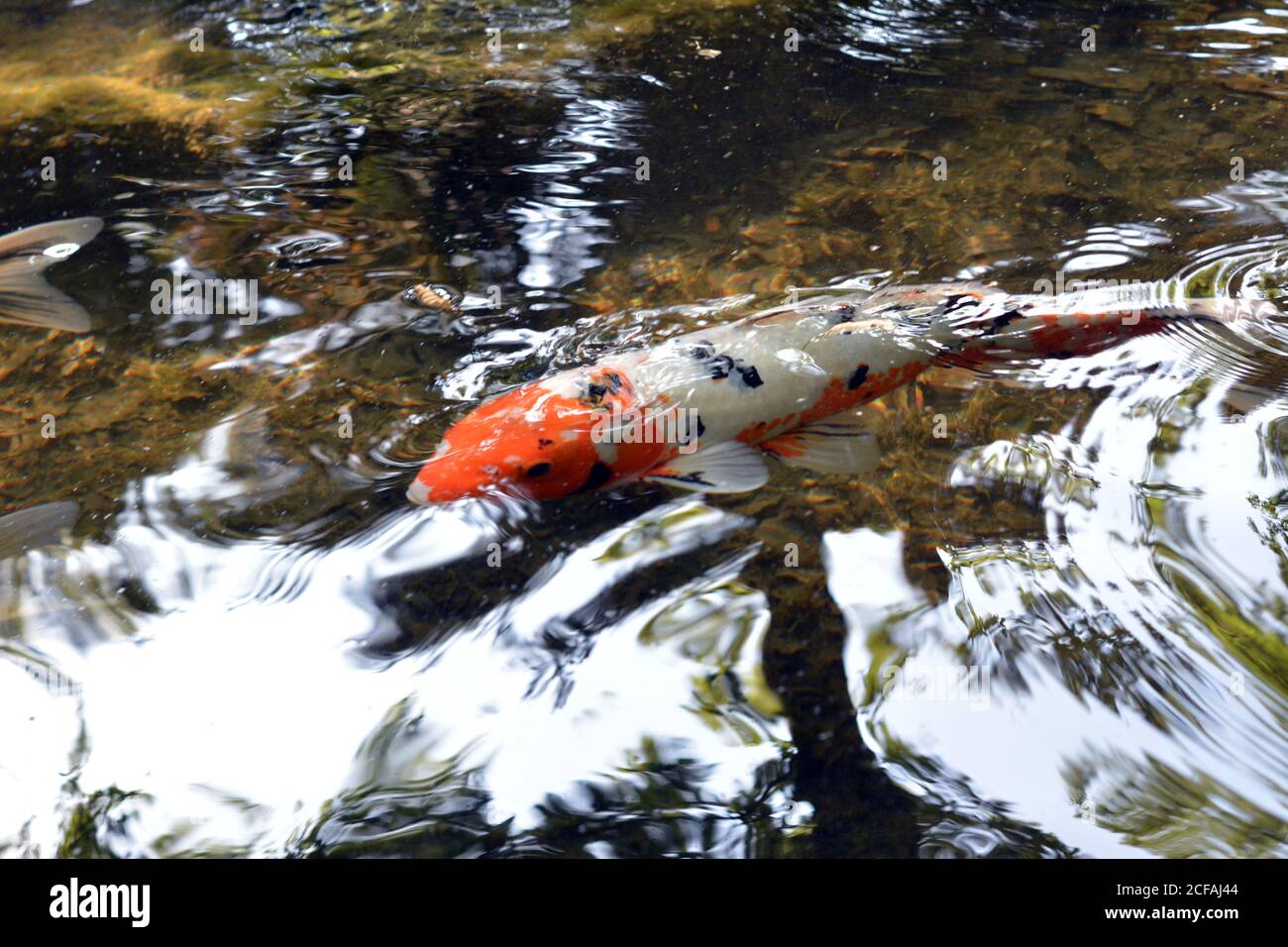 Koi karpfen schwimmen Fotos und Bildmaterial in hoher Auflösung Alamy