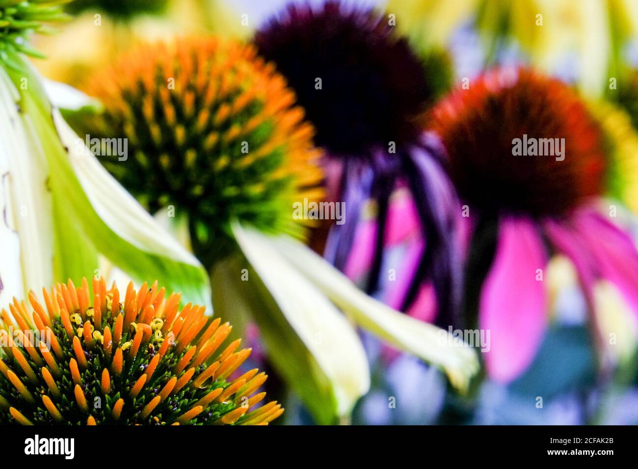 Braunschweig, Deutschland. September 2020. Die stacheligen Blütenstände der purpurnen Blütenblume (Echinacea purpurea) erstrahlen in lebendigen Farben. Quelle: Stefan Jaitner/dpa/Alamy Live News Stockfoto