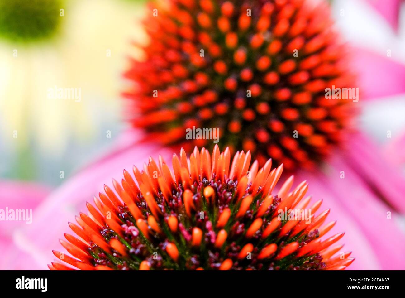 Braunschweig, Deutschland. September 2020. Die stacheligen Blütenstände der purpurnen Blütenblume (Echinacea purpurea) erstrahlen in lebendigen Farben. Quelle: Stefan Jaitner/dpa/Alamy Live News Stockfoto