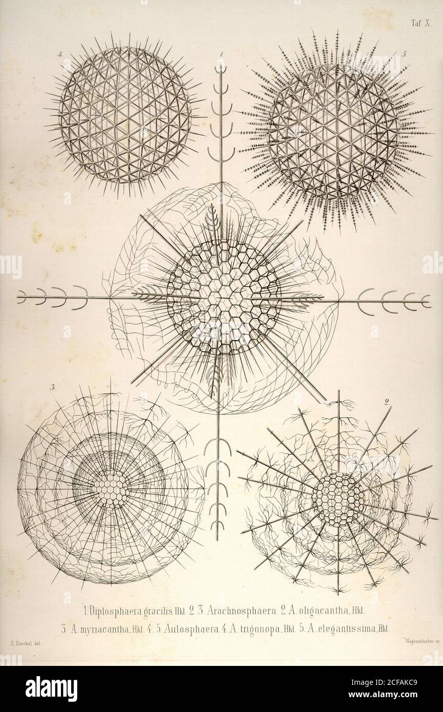 Ozeane protozoen Fotos und Bildmaterial in hoher Auflösung Alamy